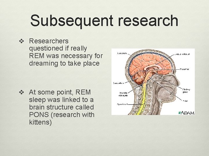 Subsequent research v Researchers questioned if really REM was necessary for dreaming to take