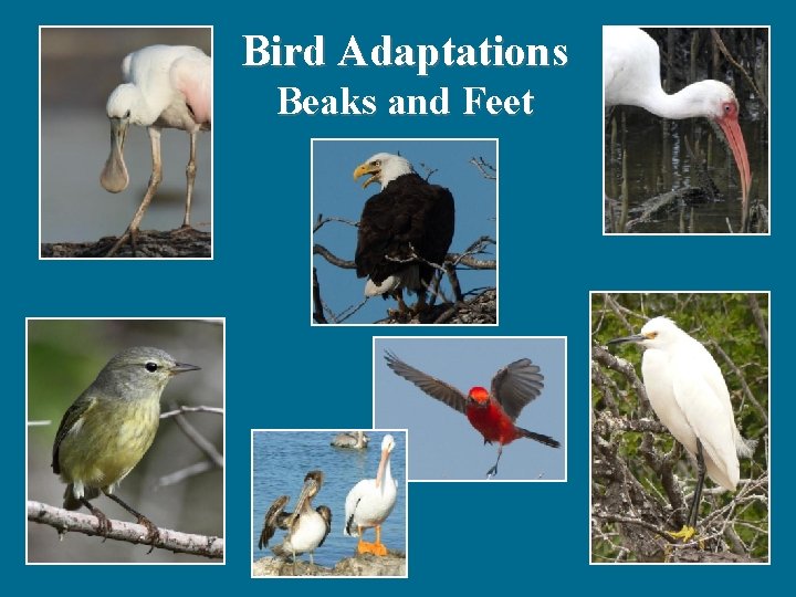 Bird Adaptations Beaks and Feet 