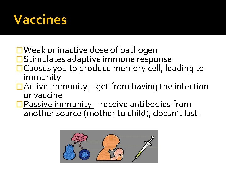 Vaccines �Weak or inactive dose of pathogen �Stimulates adaptive immune response �Causes you to