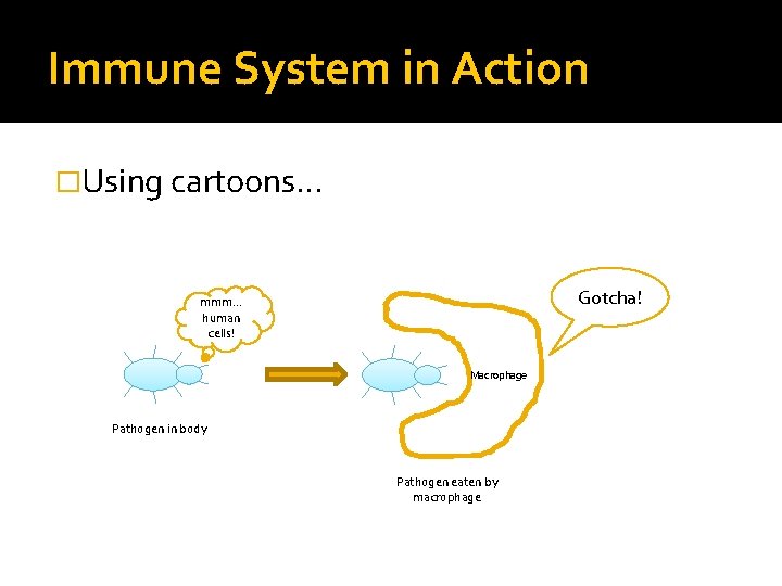 Immune System in Action �Using cartoons… Gotcha! mmm… human cells! Macrophage Pathogen in body