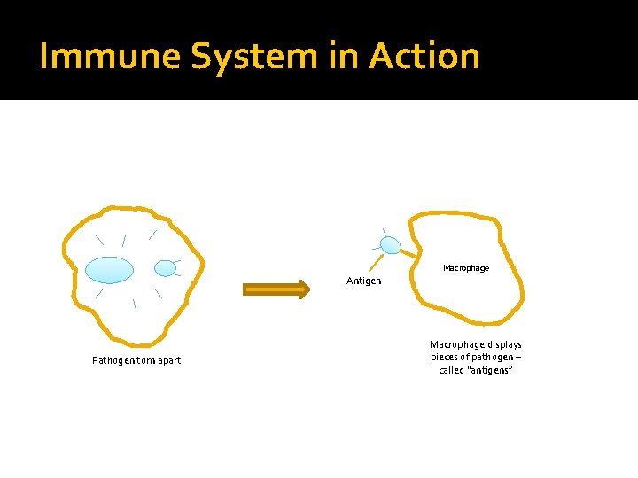 Immune System in Action Macrophage Antigen Pathogen torn apart Macrophage displays pieces of pathogen