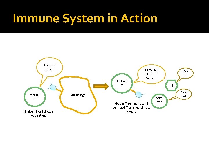 Immune System in Action Ok, let’s get ‘em! Helper T cell checks out antigen