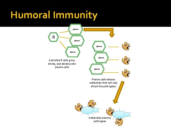 Humoral Immunity plasma B plasma Activated B cells grow, divide, and develop into plasma