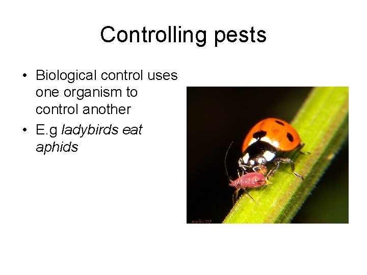 Controlling pests • Biological control uses one organism to control another • E. g