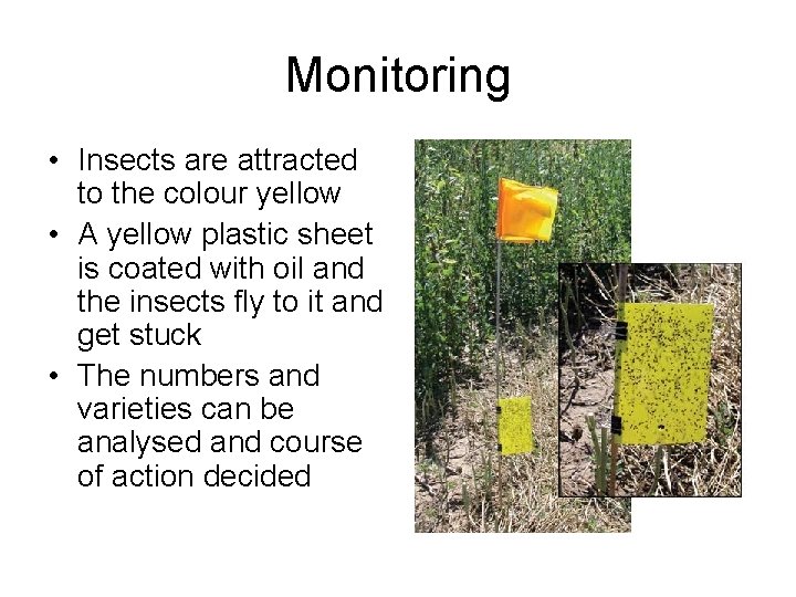 Monitoring • Insects are attracted to the colour yellow • A yellow plastic sheet