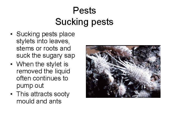 Pests Sucking pests • Sucking pests place stylets into leaves, stems or roots and