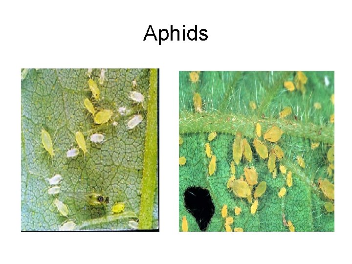 Aphids 