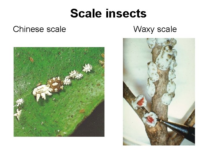 Scale insects Chinese scale Waxy scale 