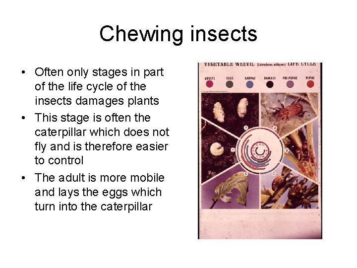 Chewing insects • Often only stages in part of the life cycle of the