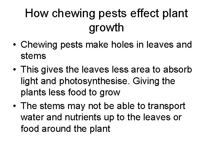 How chewing pests effect plant growth • Chewing pests make holes in leaves and