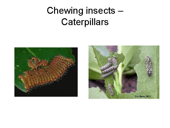 Chewing insects – Caterpillars 