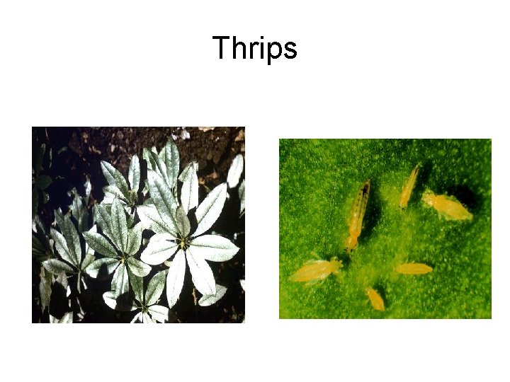 Thrips 