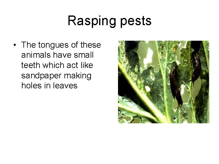 Rasping pests • The tongues of these animals have small teeth which act like
