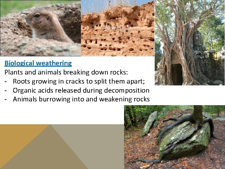 Biological weathering Plants and animals breaking down rocks: - Roots growing in cracks to