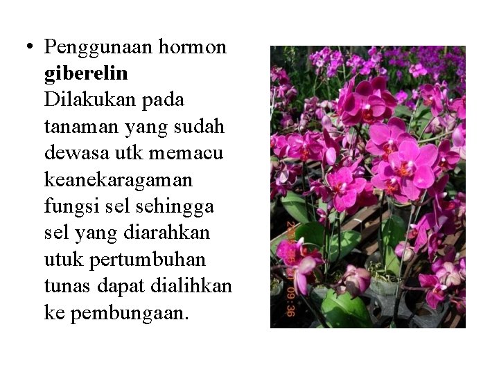  • Penggunaan hormon giberelin Dilakukan pada tanaman yang sudah dewasa utk memacu keanekaragaman