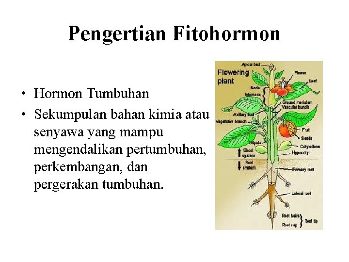 Pengertian Fitohormon • Hormon Tumbuhan • Sekumpulan bahan kimia atau senyawa yang mampu mengendalikan