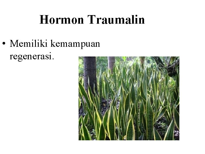 Hormon Traumalin • Memiliki kemampuan regenerasi. 