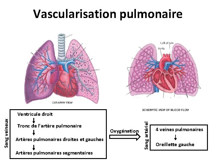 Vascularisation pulmonaire Tronc de l’artère pulmonaire Artères pulmonaires droites et gauches Artères pulmonaires segmentaires