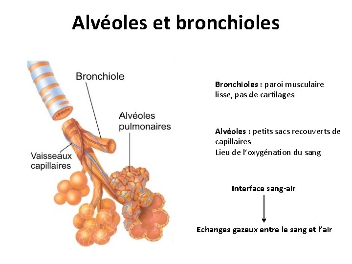 Alvéoles et bronchioles Bronchioles : paroi musculaire lisse, pas de cartilages Alvéoles : petits