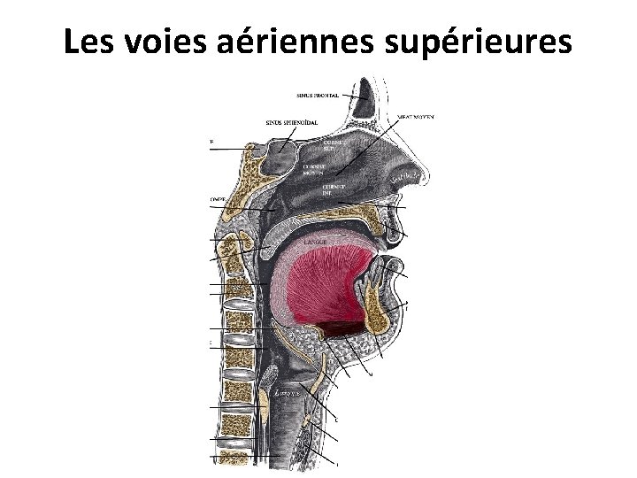 Les voies aériennes supérieures 