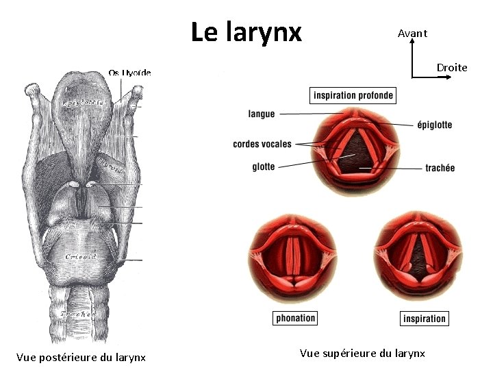 Le larynx Avant Droite Vue postérieure du larynx Vue supérieure du larynx 