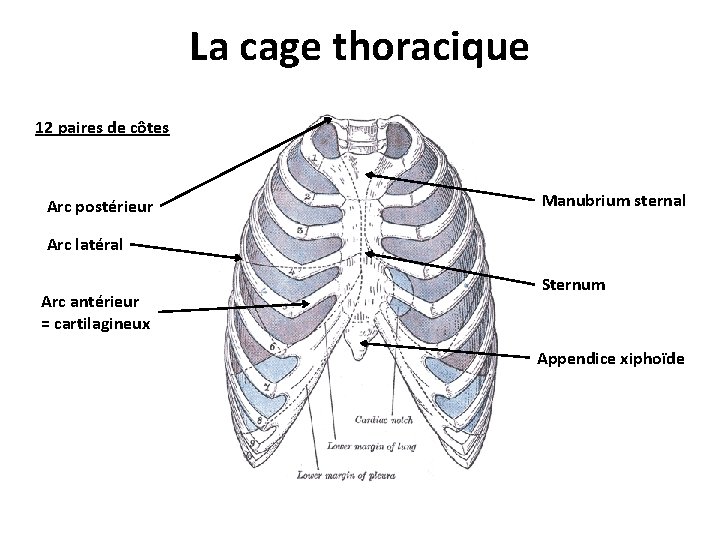 La cage thoracique 12 paires de côtes Arc postérieur Manubrium sternal Arc latéral Arc