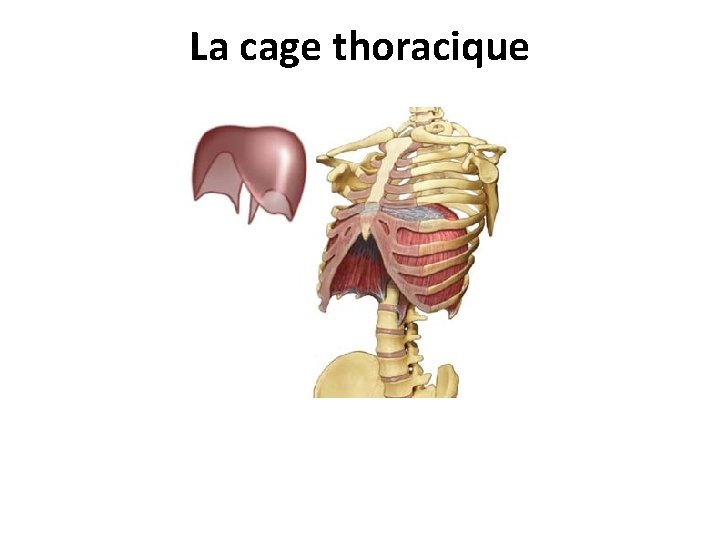 La cage thoracique 