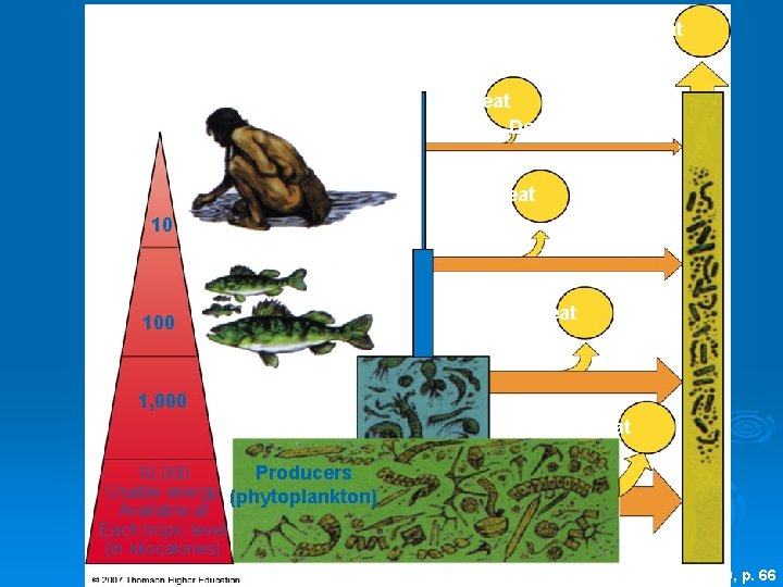 Heat Tertiary consumers (human) Heat Decomposers Heat 10 Secondary consumers (perch) Heat 100 1,