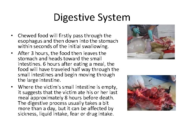 Digestive System • Chewed food will firstly pass through the esophagus and then down