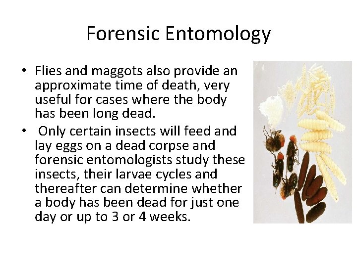 Forensic Entomology • Flies and maggots also provide an approximate time of death, very