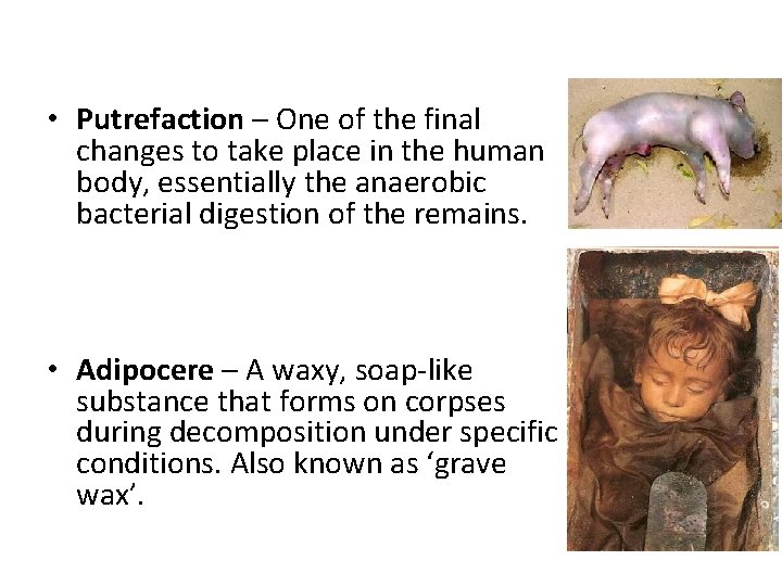  • Putrefaction – One of the final changes to take place in the