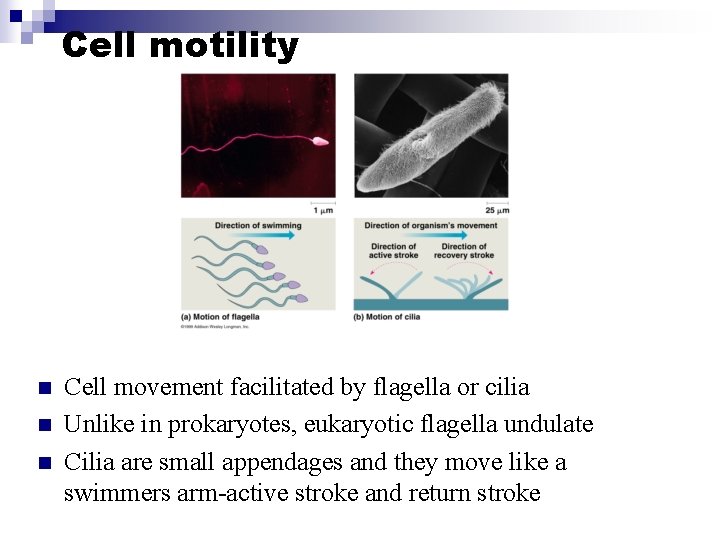 Cell motility n n n Cell movement facilitated by flagella or cilia Unlike in