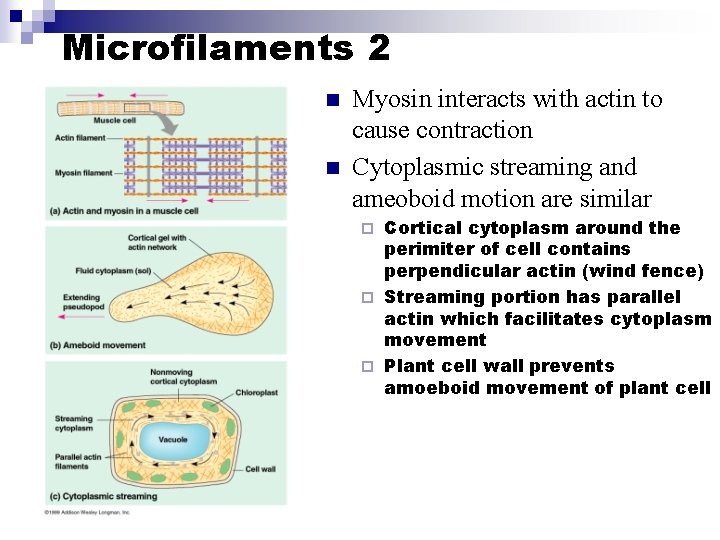 Microfilaments 2 n n Myosin interacts with actin to cause contraction Cytoplasmic streaming and