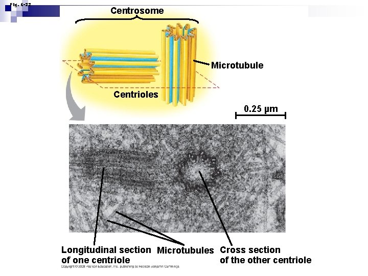 Fig. 6 -22 Centrosome Microtubule Centrioles 0. 25 µm Longitudinal section Microtubules Cross section