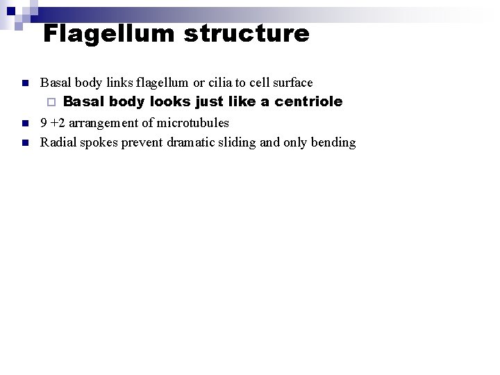 Flagellum structure n n n Basal body links flagellum or cilia to cell surface