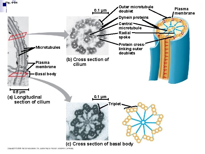 Fig. 6 -24 Outer microtubule doublet 0. 1 µm Dynein proteins Central microtubule Radial