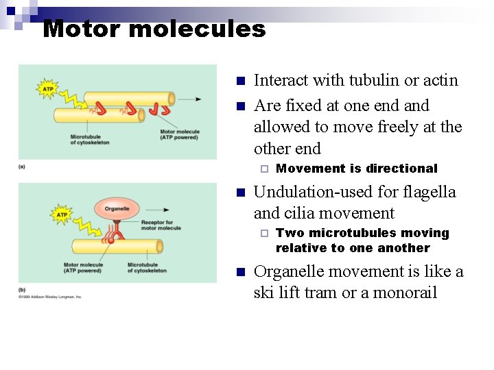 Motor molecules n n Interact with tubulin or actin Are fixed at one end