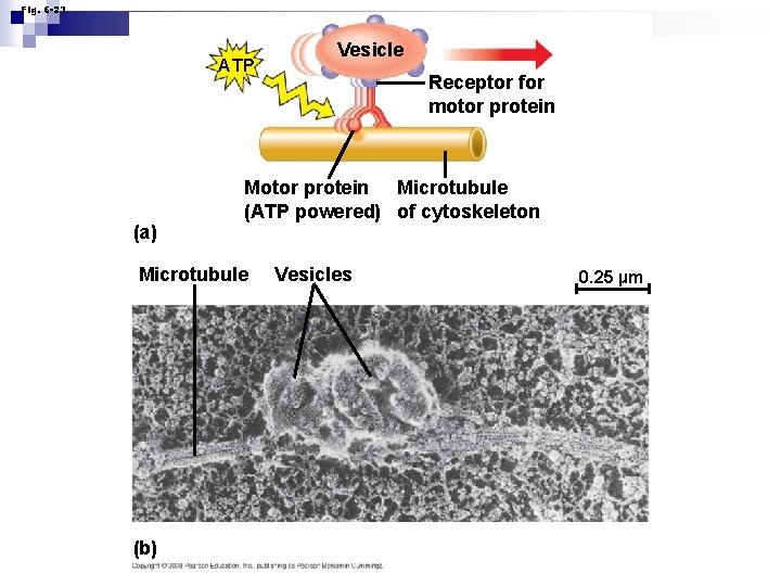 Fig. 6 -21 ATP (a) Receptor for motor protein Microtubule (ATP powered) of cytoskeleton