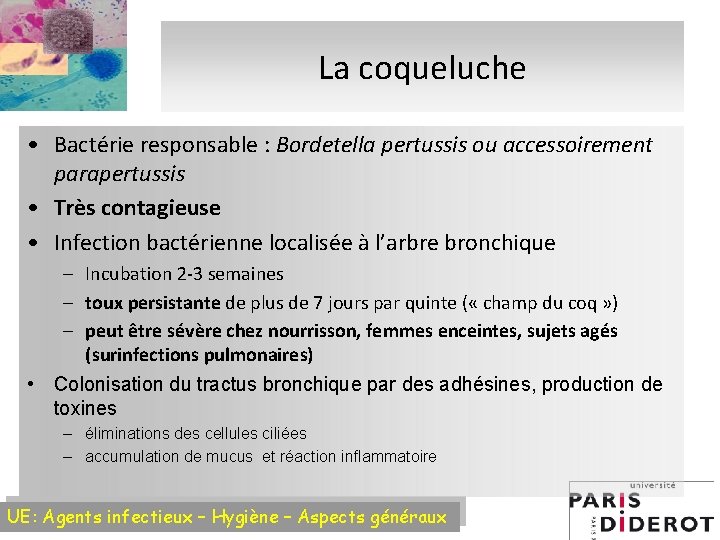 La coqueluche • Bactérie responsable : Bordetella pertussis ou accessoirement parapertussis • Très contagieuse