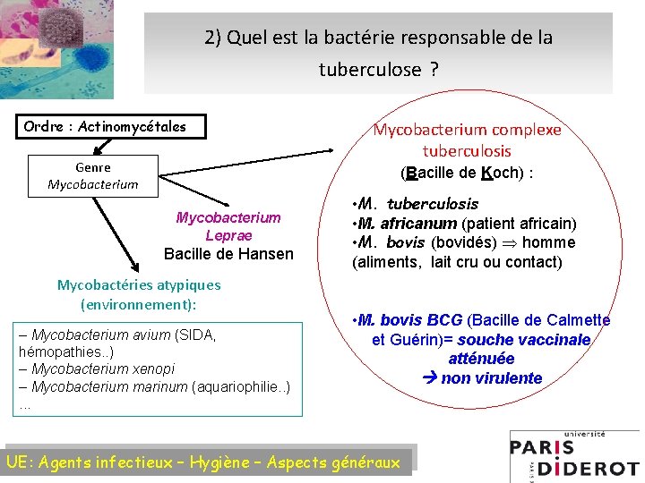 2) Quel est la bactérie responsable de la tuberculose ? Ordre : Actinomycétales Genre