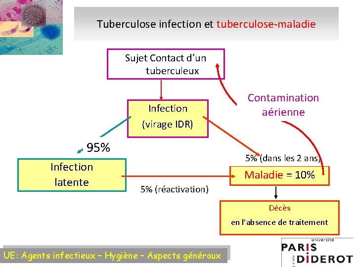 Tuberculose infection et tuberculose-maladie Sujet Contact d’un tuberculeux Infection (virage IDR) 95% Infection latente