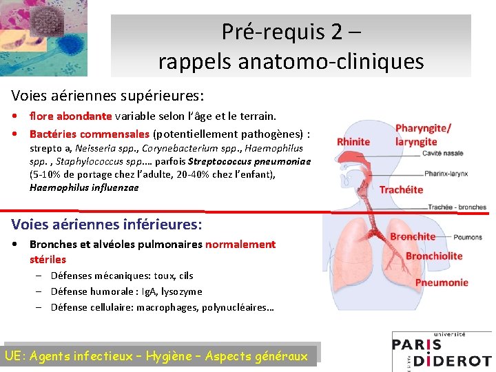 Pré-requis 2 – rappels anatomo-cliniques Voies aériennes supérieures: • flore abondante variable selon l’âge