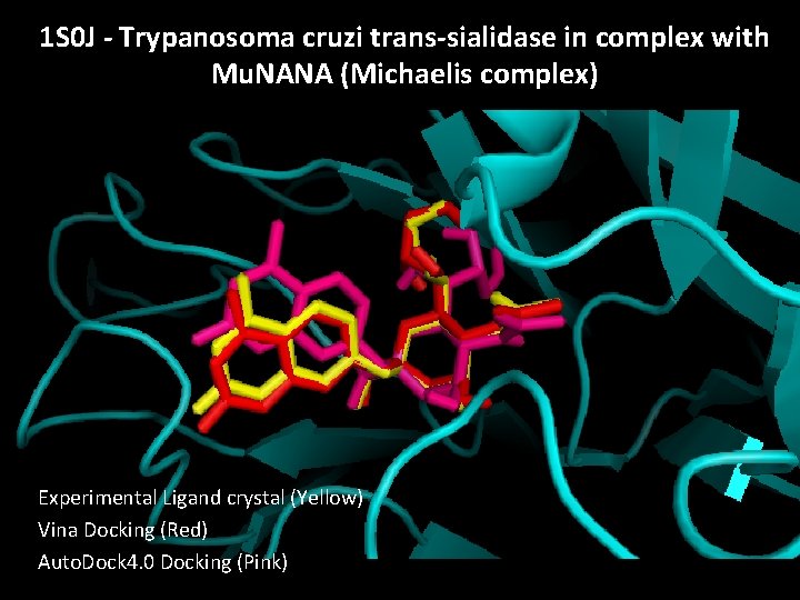 1 S 0 J - Trypanosoma cruzi trans-sialidase in complex with Mu. NANA (Michaelis