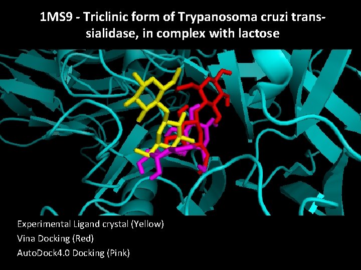 1 MS 9 - Triclinic form of Trypanosoma cruzi transsialidase, in complex with lactose