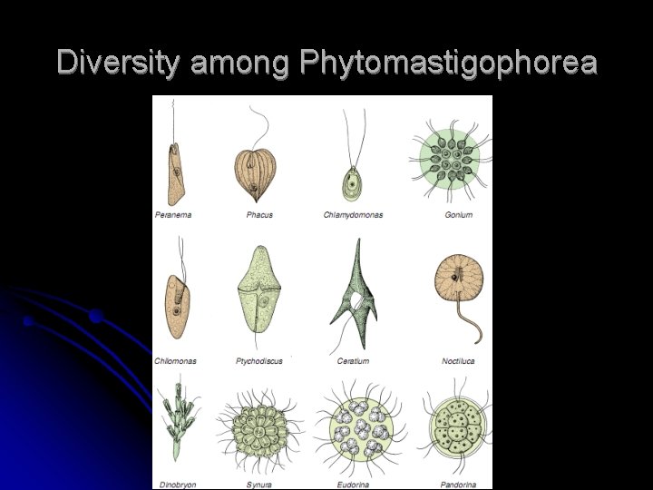 Diversity among Phytomastigophorea 