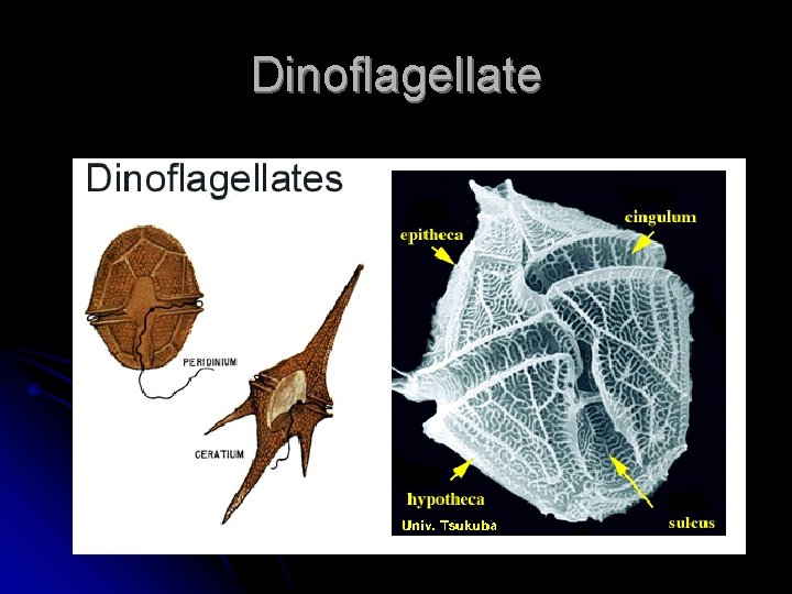 Dinoflagellate 