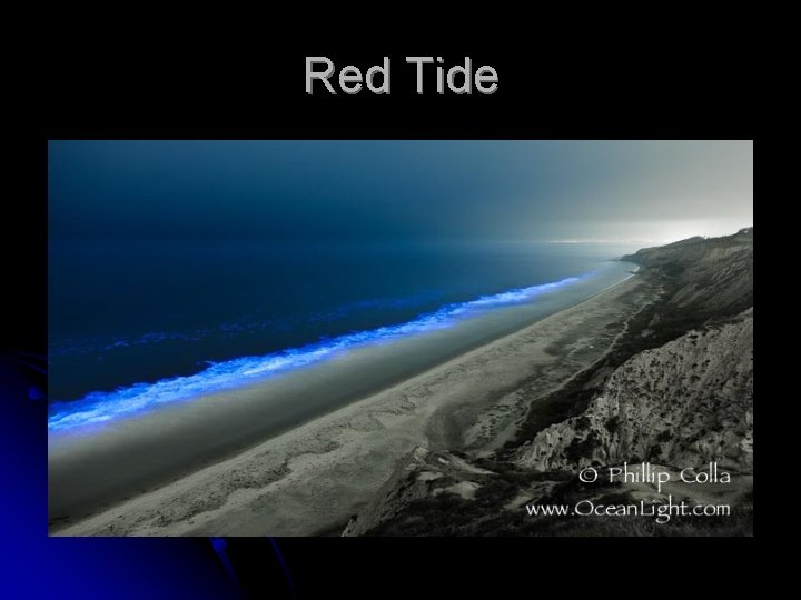 Red Tide 
