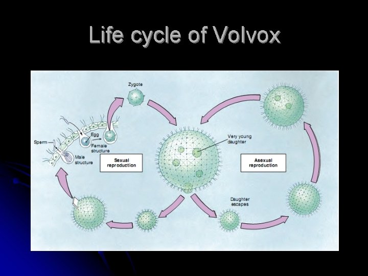 Life cycle of Volvox 