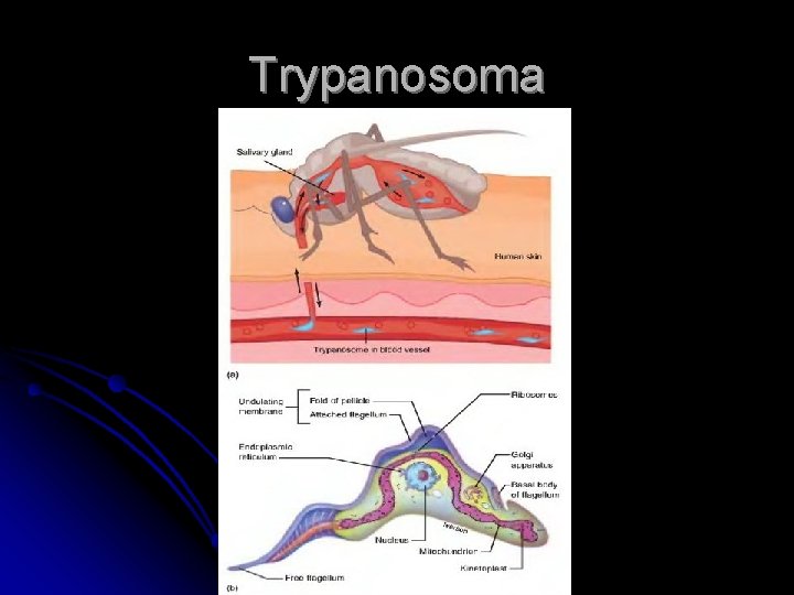 Trypanosoma 
