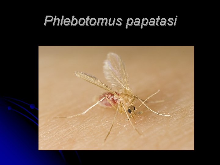 Phlebotomus papatasi 
